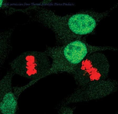 Invitrogen MA5-15062 image 1