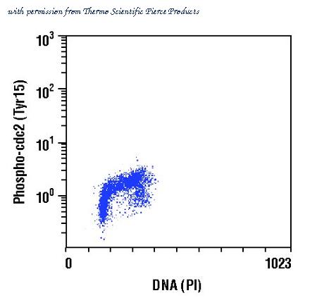 Invitrogen MA5-15062 image 2