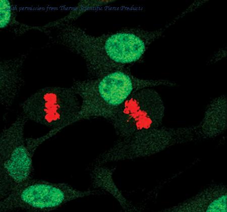 Invitrogen MA5-15062 image 3