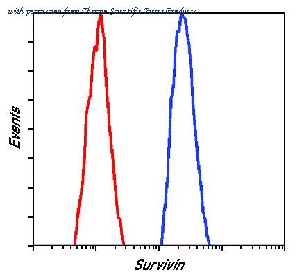 Invitrogen MA5-15077 image 1