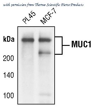 Invitrogen MA5-15131 image 1