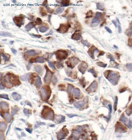 Invitrogen MA5-15131 image 2