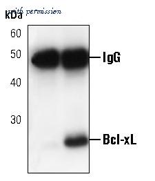 Invitrogen MA5-15142 image 2