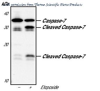 Invitrogen MA5-15159 image 1