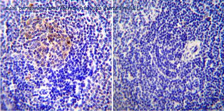 Invitrogen MA5405 image 3
