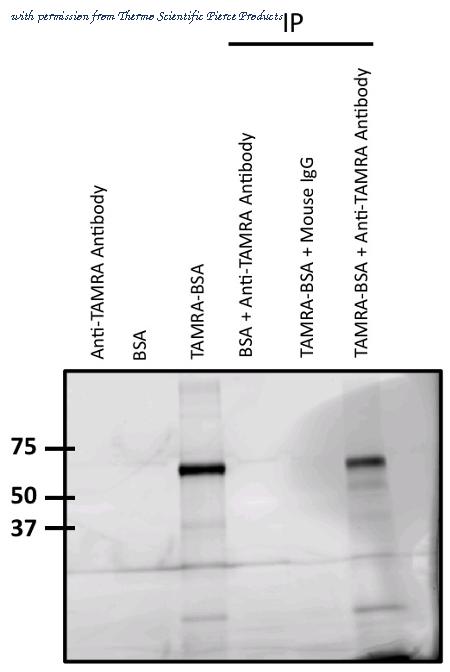Invitrogen MA1-041 image 1