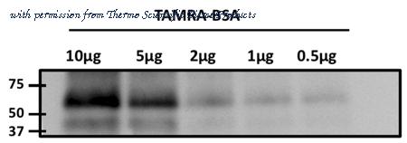 Invitrogen MA1-041 image 2