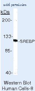 Invitrogen MA5-11685 image 1