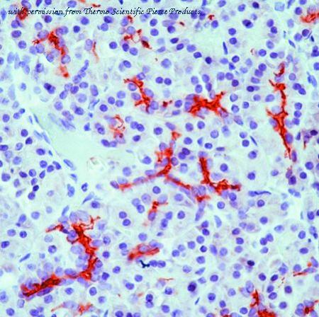Invitrogen MA5-11768 image 1