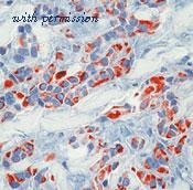 Invitrogen MA5-12101 image 1