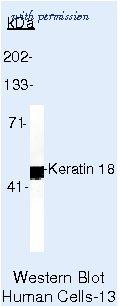 Invitrogen MA5-12101 image 2