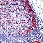 Invitrogen MA5-12252 image 1