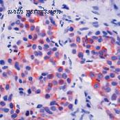 Invitrogen MA5-12596 image 1