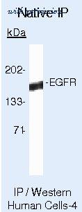 Invitrogen MA5-12880 image 3