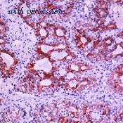 Invitrogen MA5-13539 image 3