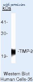 Invitrogen MA5-13603 image 1
