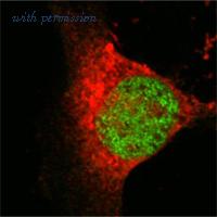 Invitrogen MA5-15345 image 1