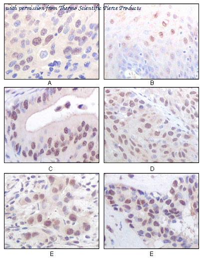 Invitrogen MA5-15345 image 2