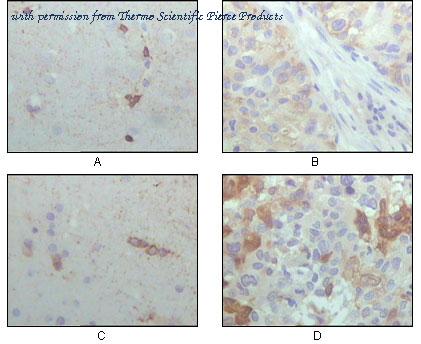 Invitrogen MA5-15383 image 2