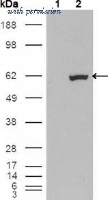 Invitrogen MA5-15461 image 1