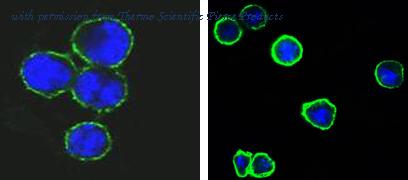 Invitrogen MA5-15492 image 1