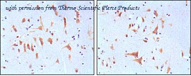 Invitrogen MA5-15499 image 2