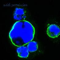 Invitrogen MA5-15515 image 1