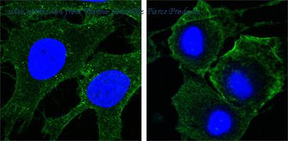 Invitrogen MA5-15556 image 1