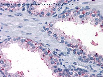 Invitrogen MA5-15594 image 1