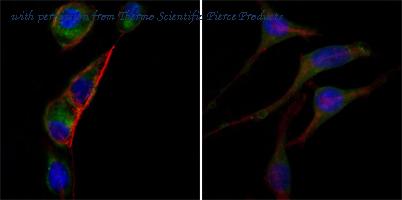 Invitrogen MA5-15595 image 1