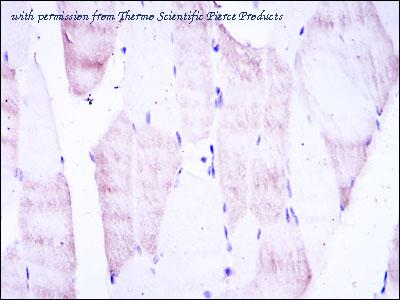 Invitrogen MA5-15810 image 2