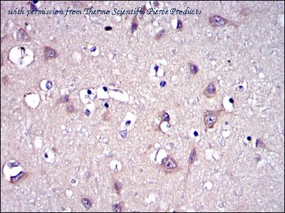 Invitrogen MA5-15886 image 1