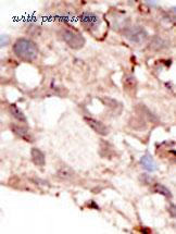 Invitrogen PA5-11366 image 1