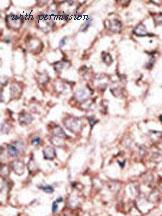 Invitrogen PA5-11616 image 1