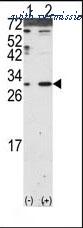 Invitrogen PA5-11616 image 2