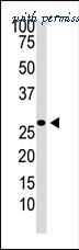 Invitrogen PA5-11616 image 3