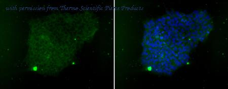 Invitrogen MA1-020 image 1