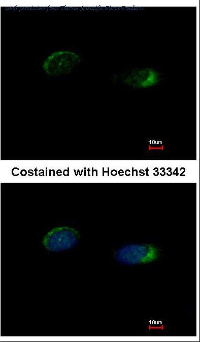 Invitrogen PA5-21487 image 1