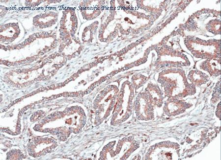Invitrogen PA5-21487 image 2