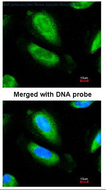 Invitrogen PA5-21397 image 1
