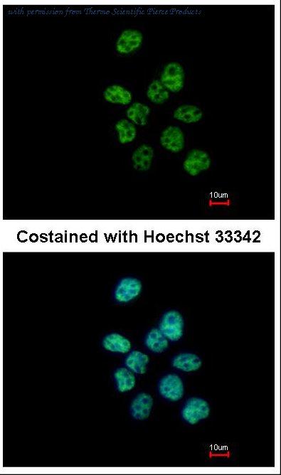 Invitrogen PA5-21411 image 1