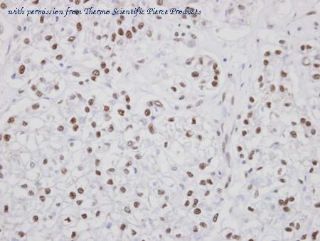 Invitrogen PA5-21411 image 2
