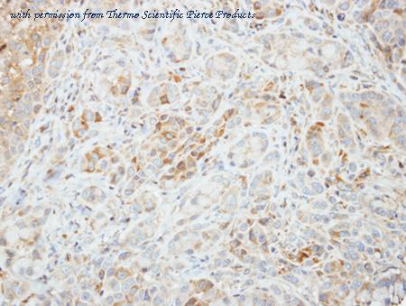 Invitrogen PA5-21494 image 1