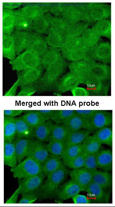 Invitrogen PA5-21494 image 2