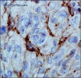 Invitrogen MA5-16144 image 1