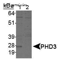 Invitrogen MA5-16144 image 2
