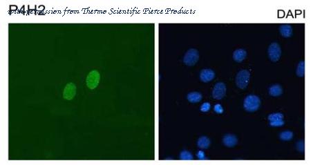 Invitrogen MA5-16147 image 1