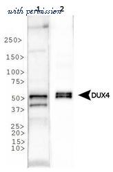 Invitrogen MA5-16147 image 3
