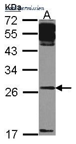 Invitrogen PA5-27094 image 2