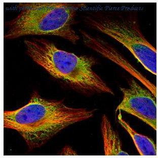 Invitrogen PA5-27137 image 2